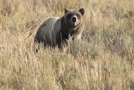 Backpacker Assaulted by Wild Animal in Wilderness Area Transported to Hospital