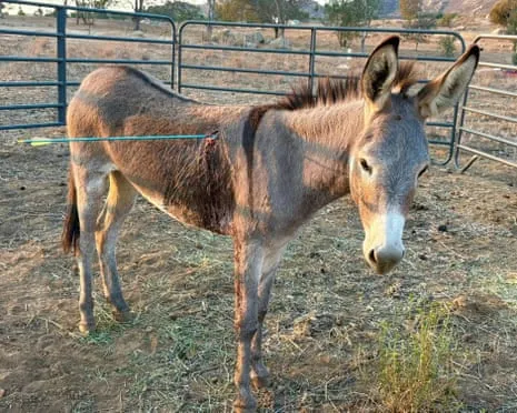 Burro Healing Following Recent Arrow Attack on Wild Burros in the Golden State
